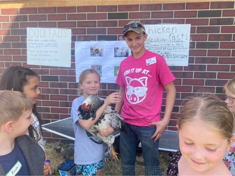 Charlotte Spring-2nd grade in Mrs Aggarwal’s Class is learning about chickens from Charlotte’s older brother Gabriel Spring who is a freshman in the FFA  